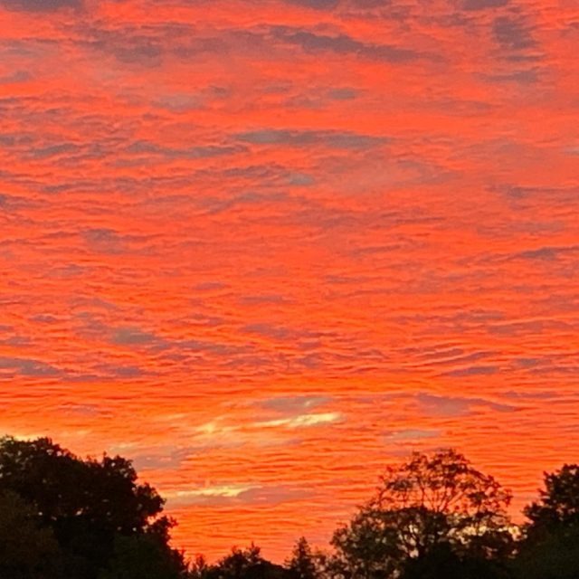 Morning Glory