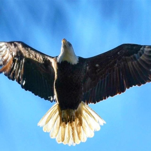 Flying Free with Elevated Vision